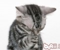 怎样帮猫咪延伸寿数