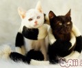 孕期猫猫怎样护理