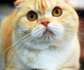 怀孕猫猫饮食需改进