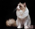 我该怎么挑选猫砂