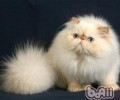 你知道海明威猫咪吗
