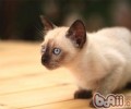 怎么练习猫咪奋斗猫砂盆