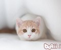 猫咪为什么会显露它的菊花