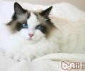 盘点猫咪掉毛的原因