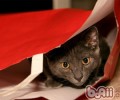 对纸袋毫无抵抗力的猫咪