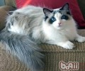 关于布偶猫的养殖