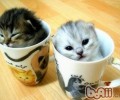 猫咪咕噜咕噜叫是因为高兴吗？