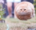 喵星人的轻功