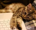 猫咪为何那么爱键盘