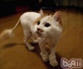 天热给猫剪剪毛