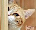 猫咪是闻到尿液的气味了吗