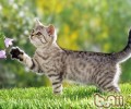 是不是一切的猫咪都爱猫薄荷