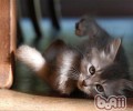 谁说猫咪必定就爱洁净