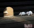 猫咪为什么会把死老鼠带回家