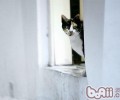 让猫咪不再对窗布情有独钟