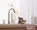 怎么让猫咪不再上灶台