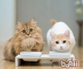 猫咪为什么会刨食盆里的猫粮