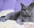 为什么我的猫咪爱吃电线