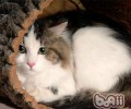 猫咪为什么要用爪子舀水