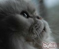 让人烦恼的猫式接吻