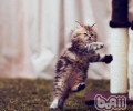 猫咪追尾巴纷歧定是在卖萌