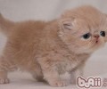 猫咪会得老年痴呆症吗