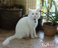 你知道安哥拉猫的日子习性吗？
