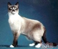 猫咪为什么忽然变得不好