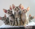 柯尼斯卷毛猫种类