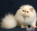 “胆小怕事”的猫咪们