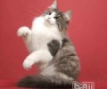猫咪不把客人当外人怎么办