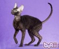 柯尼斯卷毛猫的来历