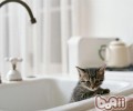 短毛猫咪不爱洗澡没什么大不了