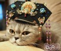 甄嬛为何惧猫？