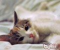 猫咪为何从来不口下留情