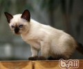 我的猫咪为什么喜爱嚎叫