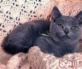 卡尔特猫简介