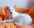 东方短毛猫身形特征
