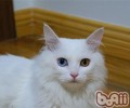 山东狮子猫分类小贴士