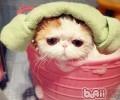 猫咪也喜爱泡泡浴