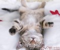 猫咪的肚子摸不得
