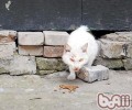 为何猫咪会“恋家”？