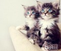 经过口气判别人类心情的猫咪
