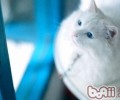 怎么照料失聪猫咪