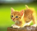 拱背炸毛的小猫到底在干吗