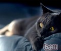 要不要阻止猫咪蹭人腿