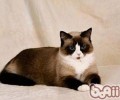 雪鞋猫外形特征