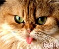猫的特性
