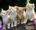 多只猫咪也能和平共处