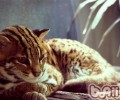 狸猫换太子——豹猫